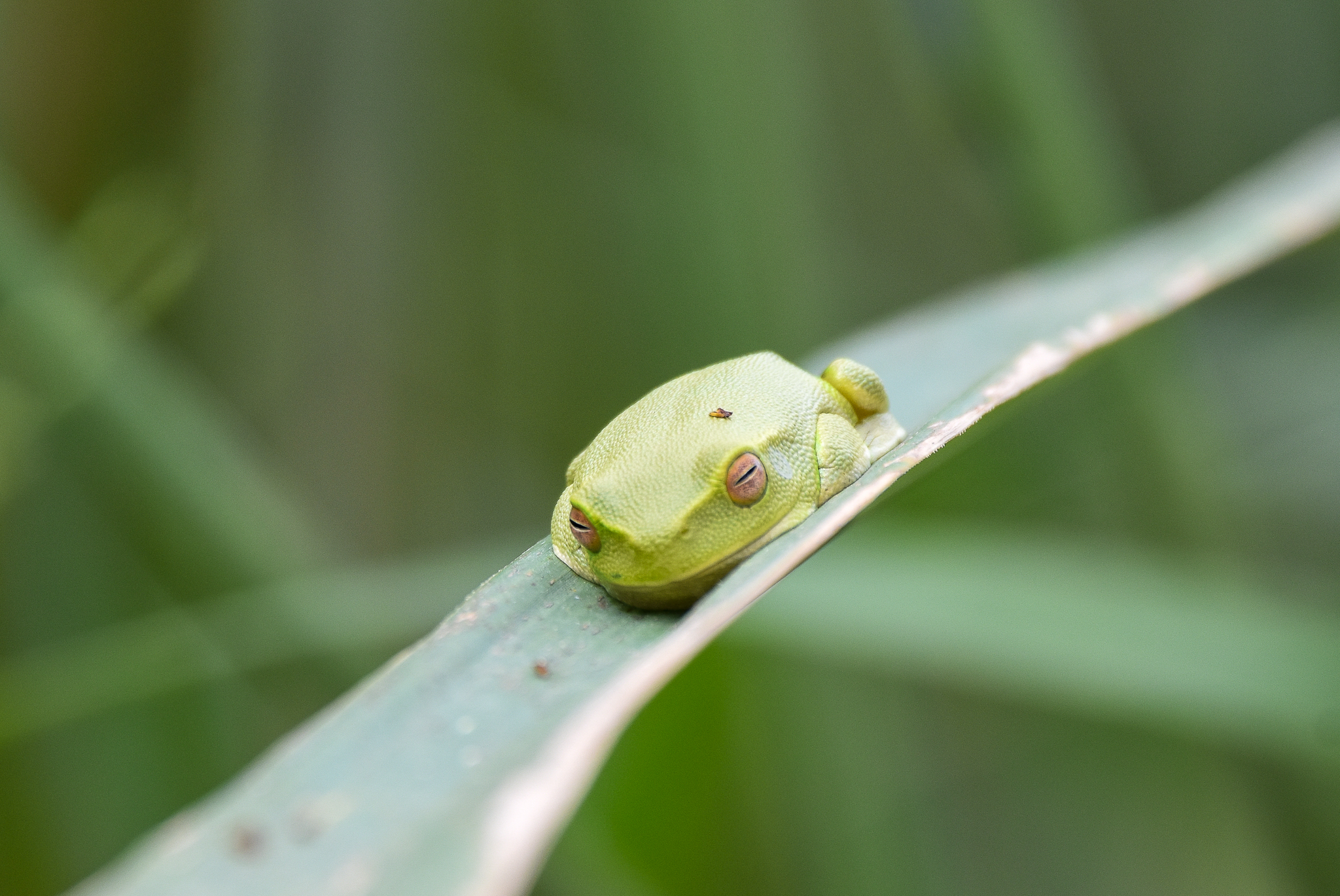Dainty Tree Frog