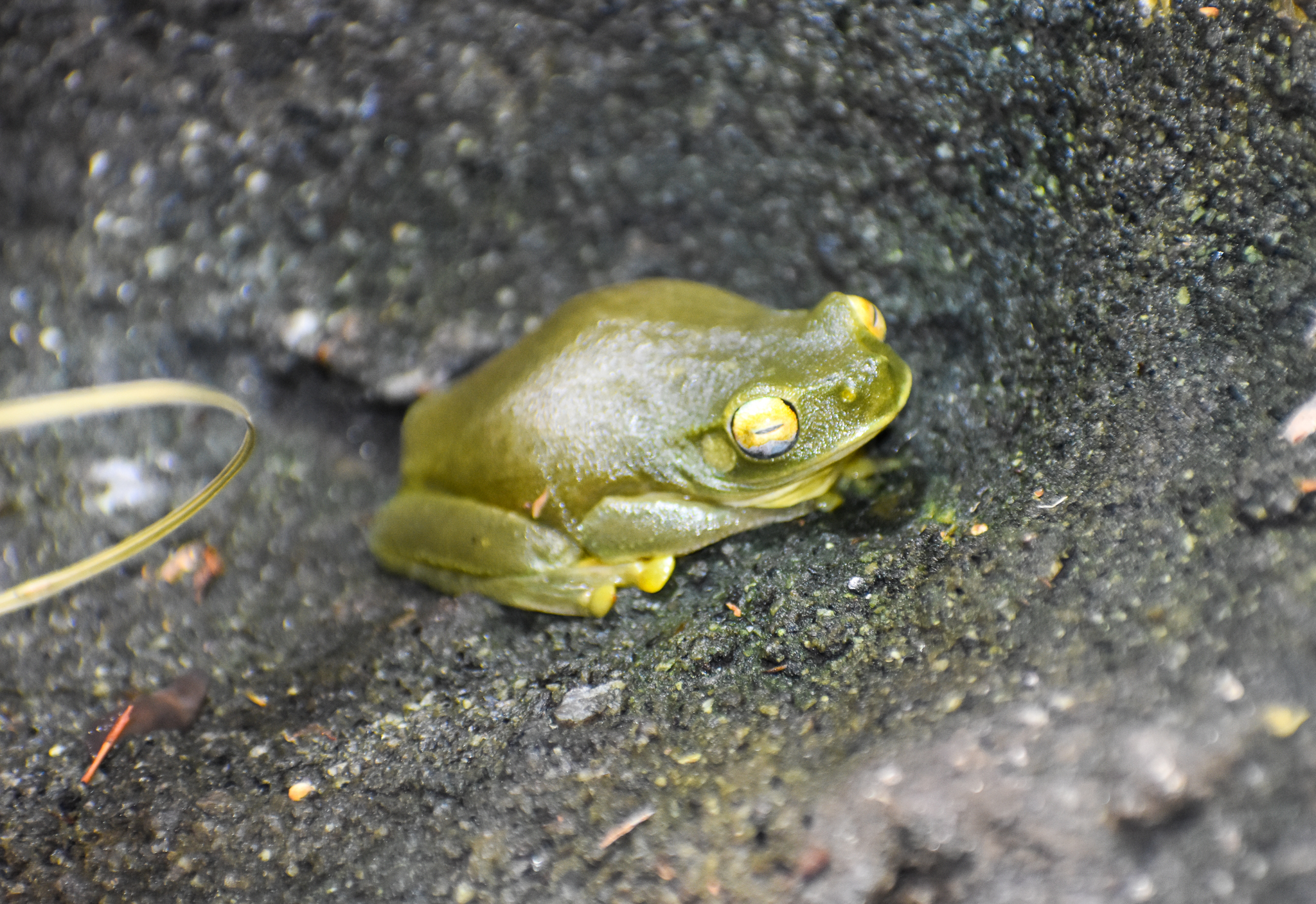 Dainty Tree Frog