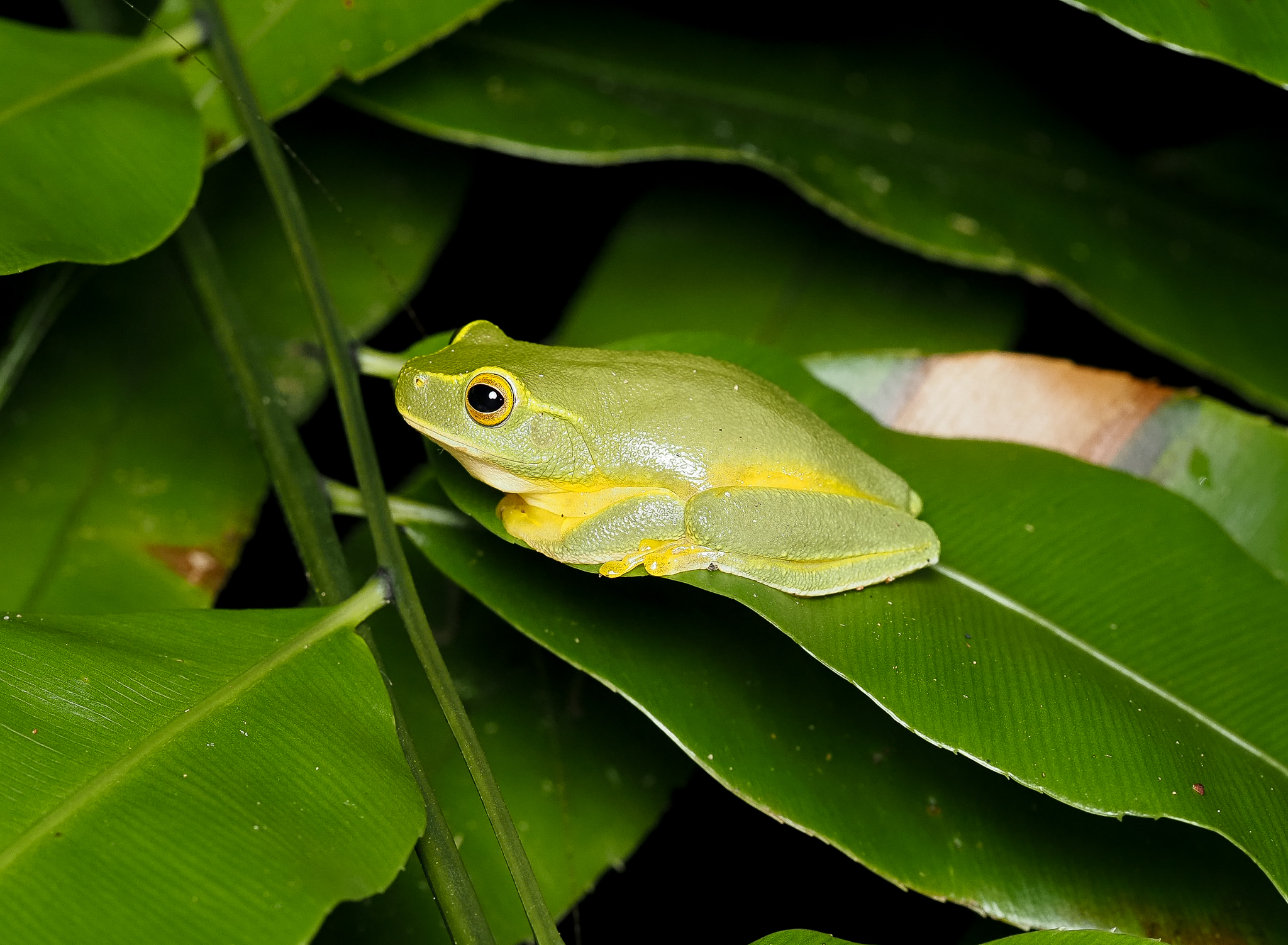 Dainty Tree Frog