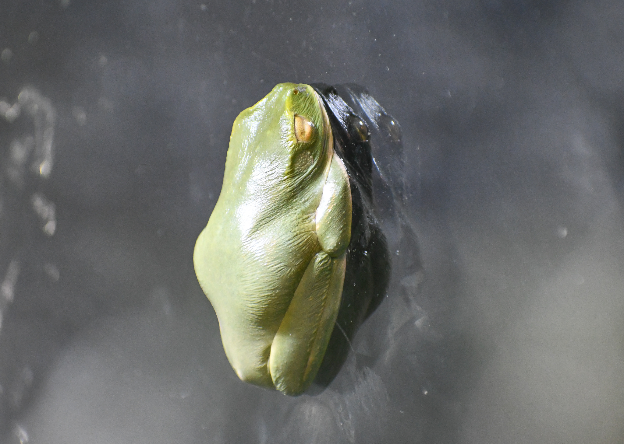 Dainty Tree Frog