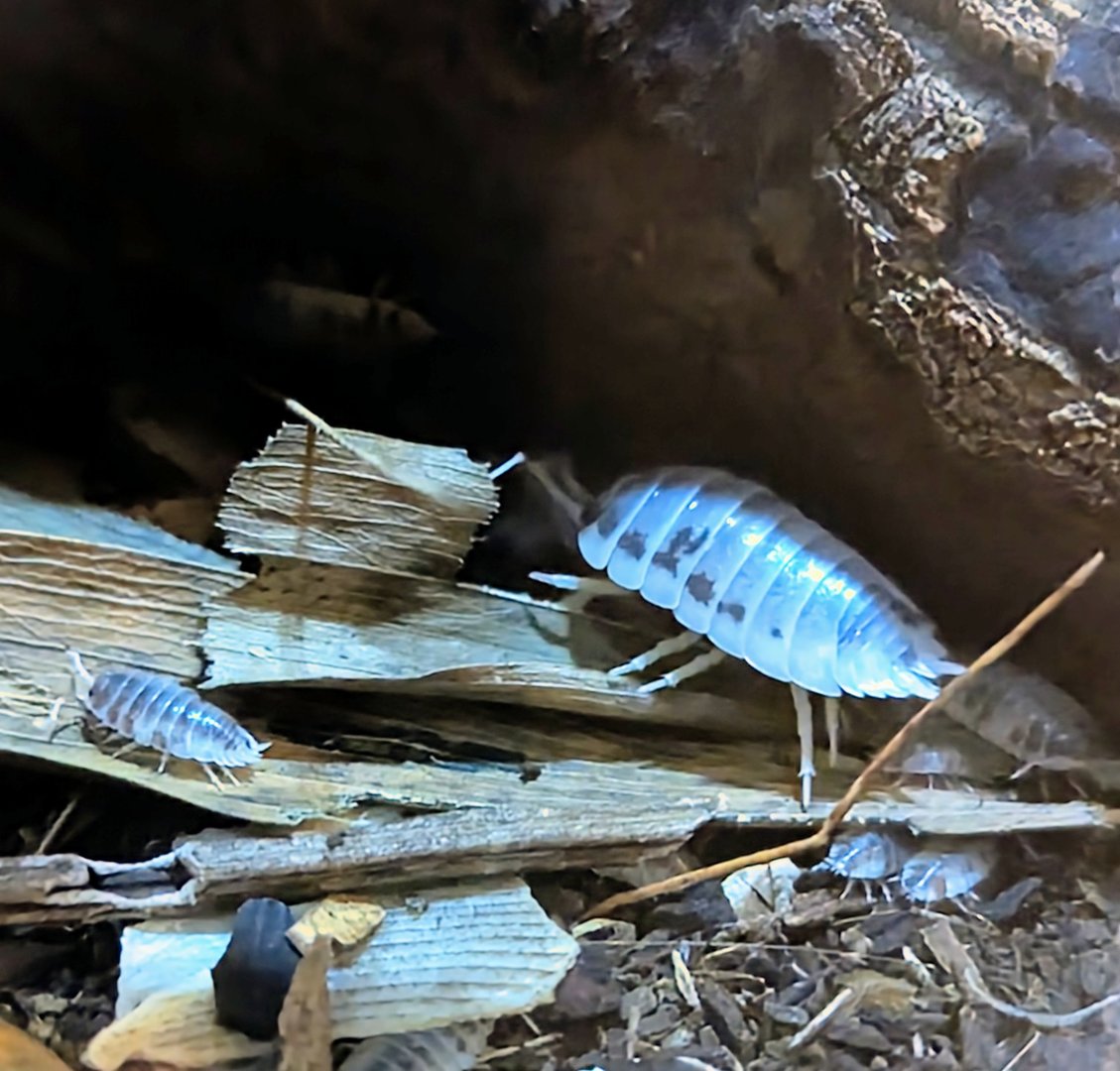 Dairy Cow Isopod - July 8th 2023