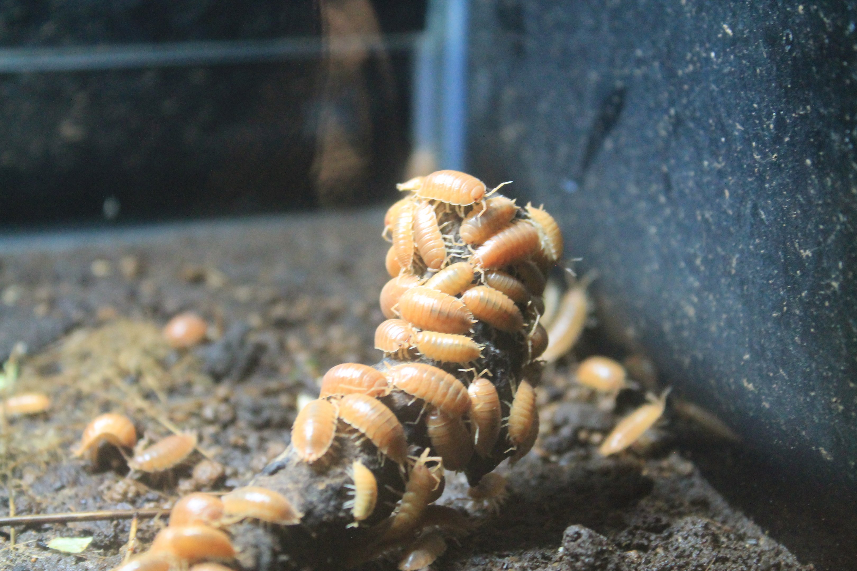 Dairy Cow Isopods (Porcellio laevis)