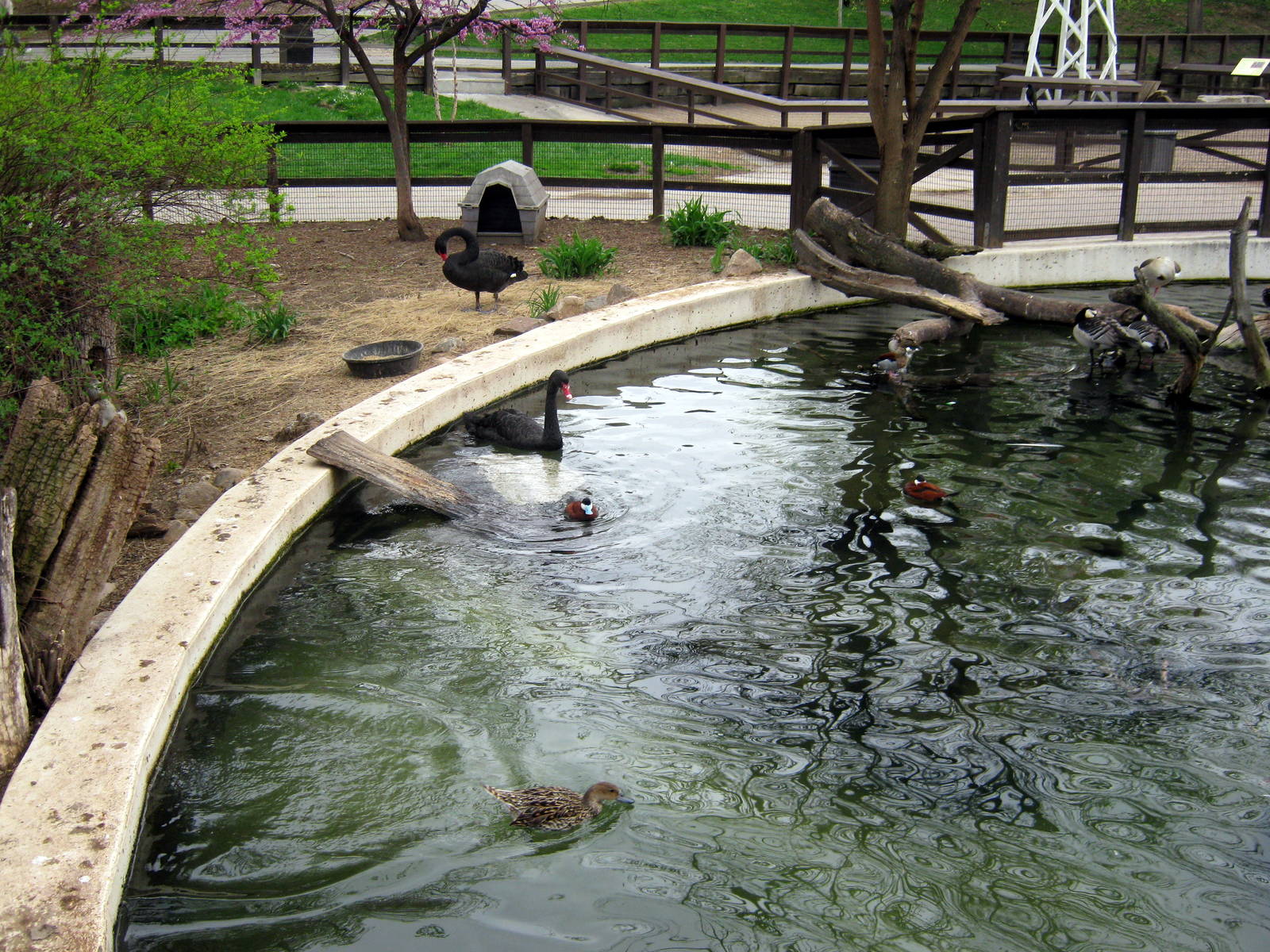 Dairy World-Black Swan