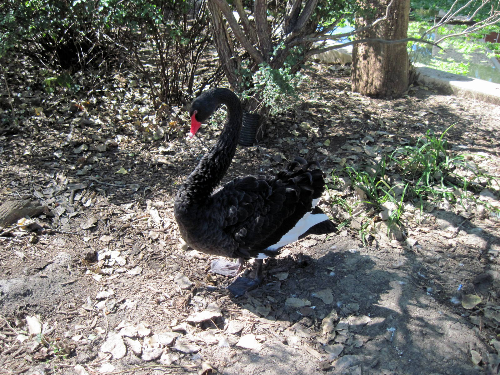 Dairy World-Black Swan