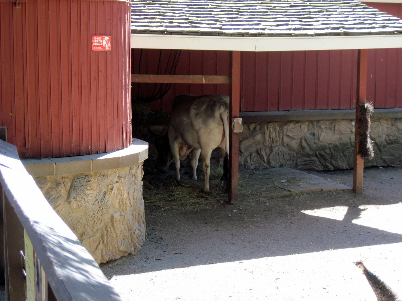 Dairy World-Dwarf Zebu