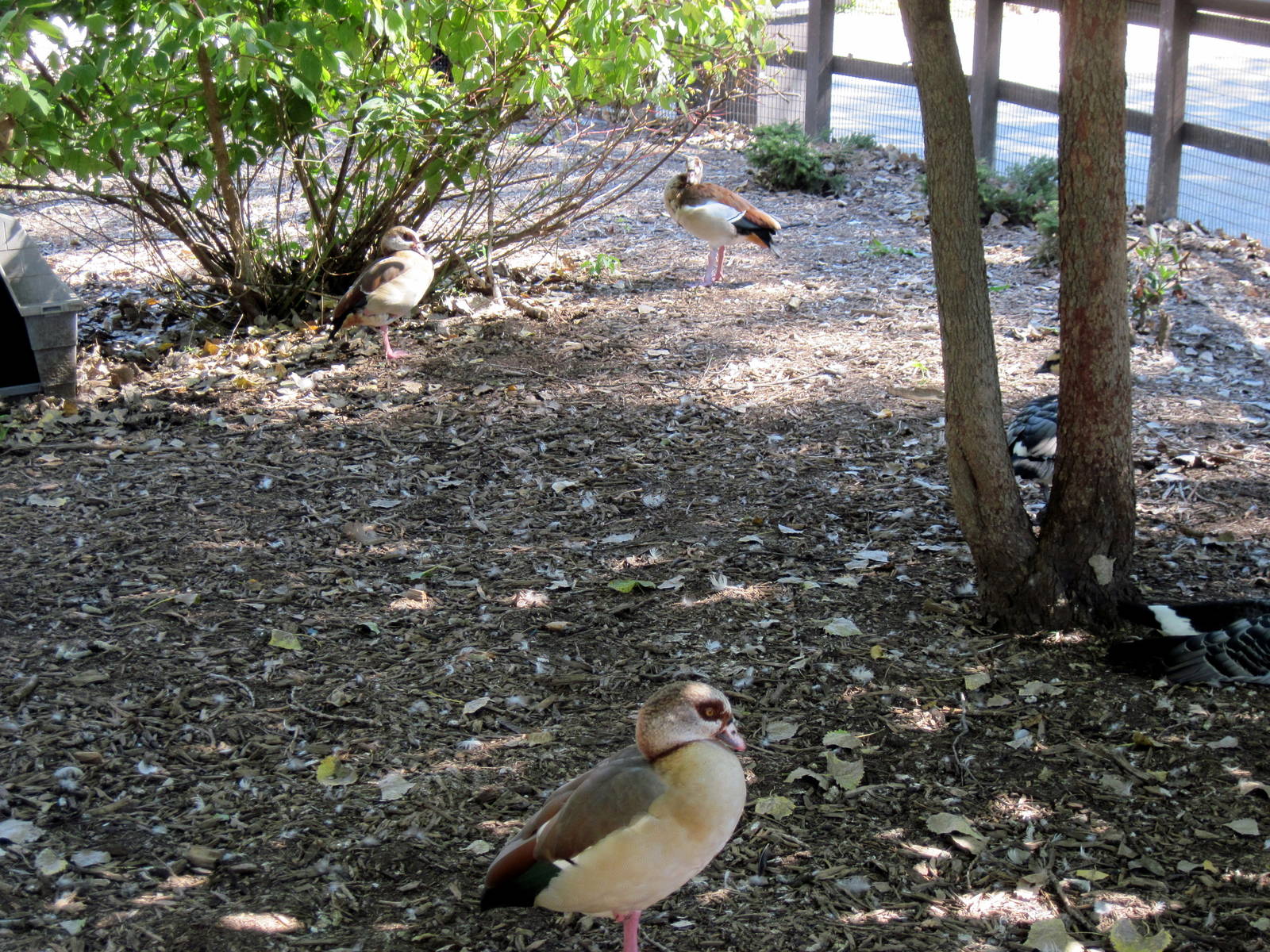 Dairy World-Egyptian Geese
