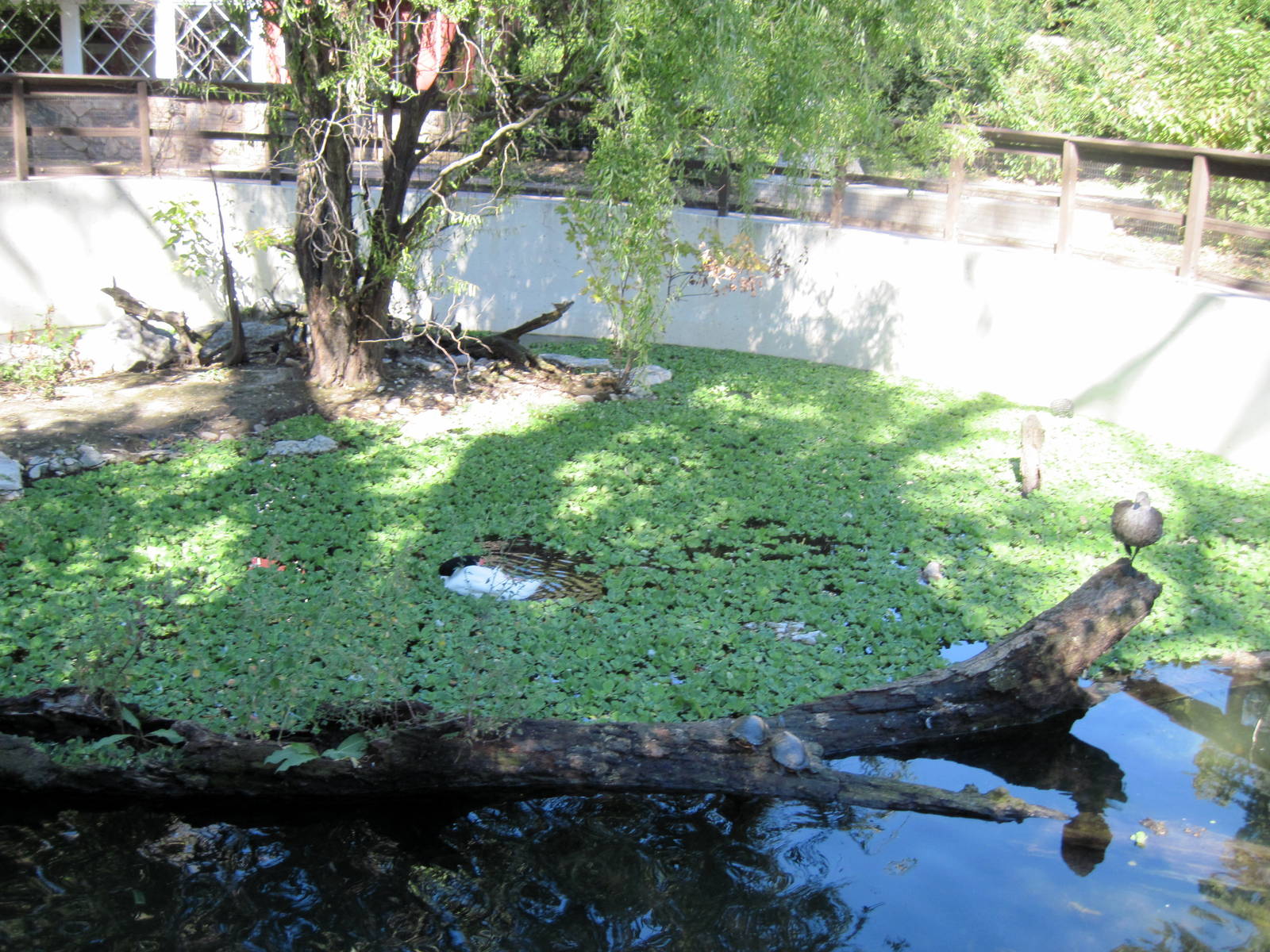 Dairy World-Waterfowl Pond