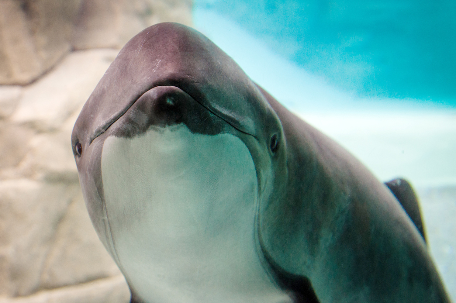 Daisy, Harbour porpoise (Phocoena phocoena)