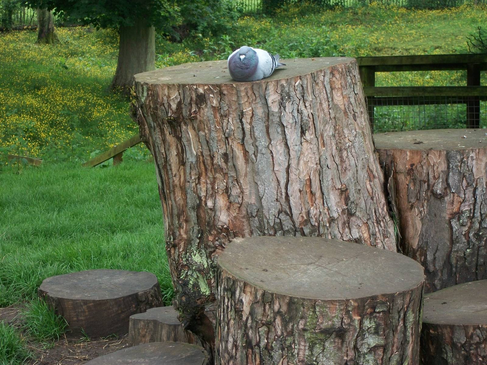 Daisy has been usurped, 7th June 2014