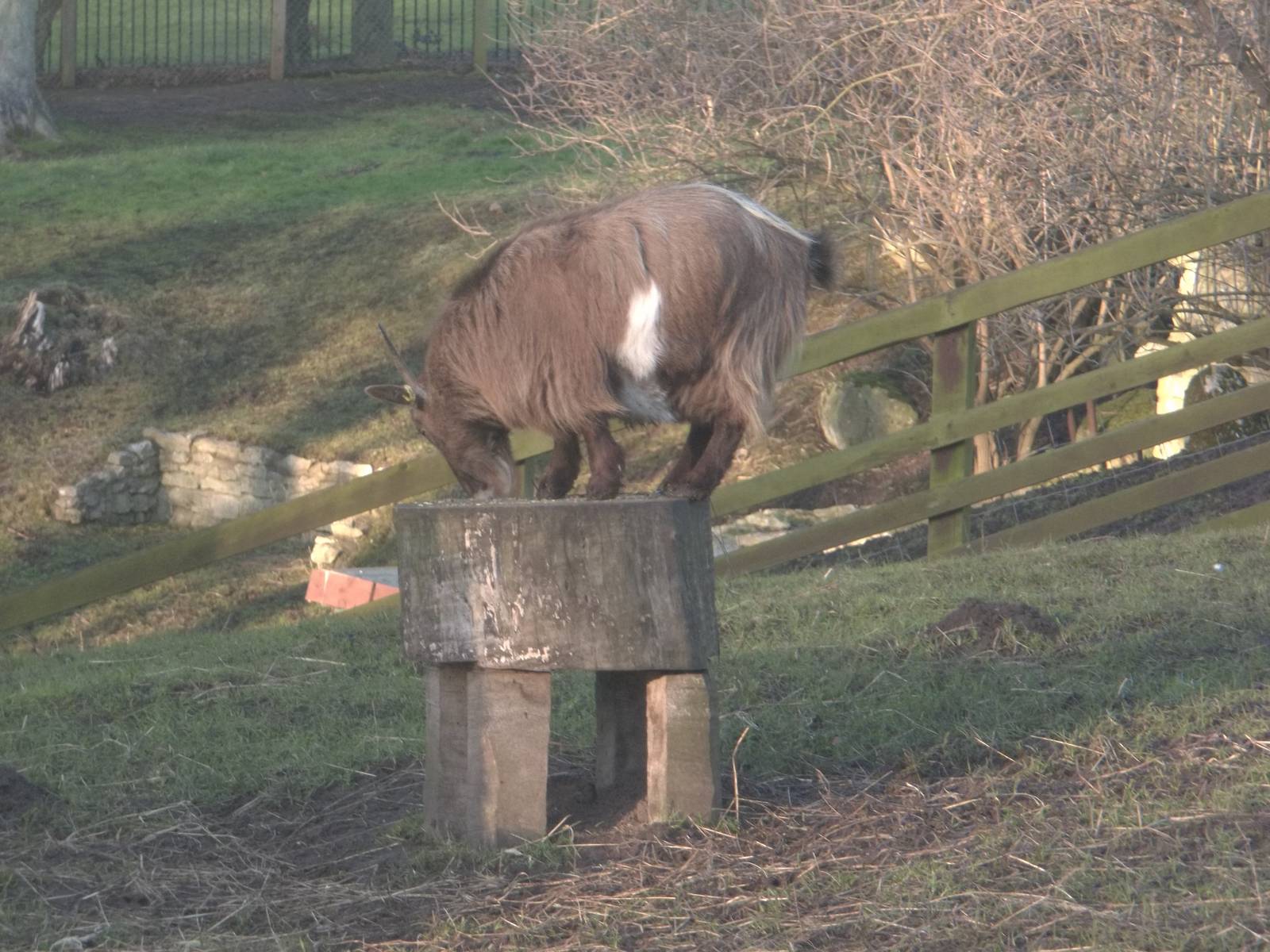 Daisy impersonating a circus elephant, 30th January 2015
