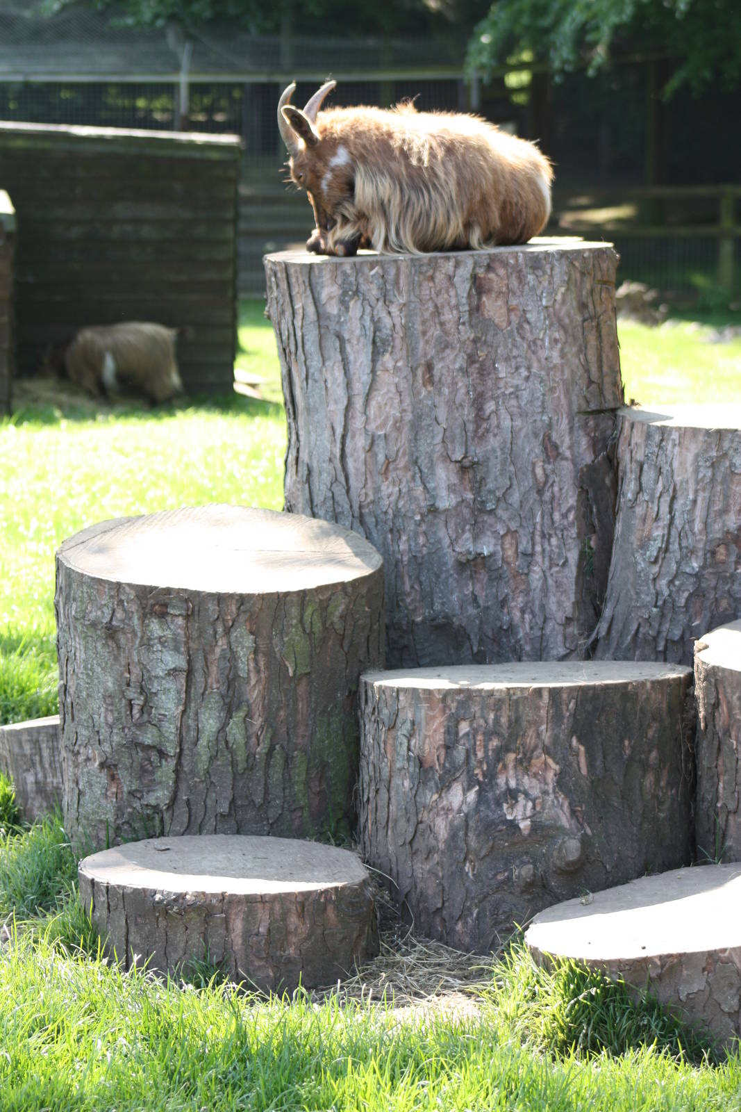 Daisy is the Queen of Goat Mountain, 1st June 2014