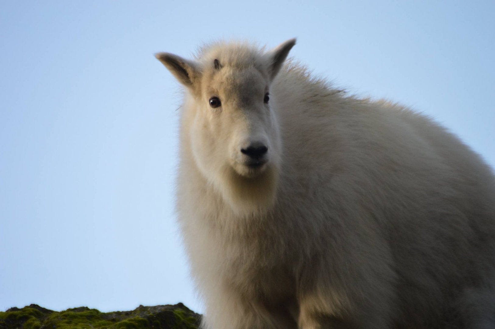 Daisy, Oreamnos americanus