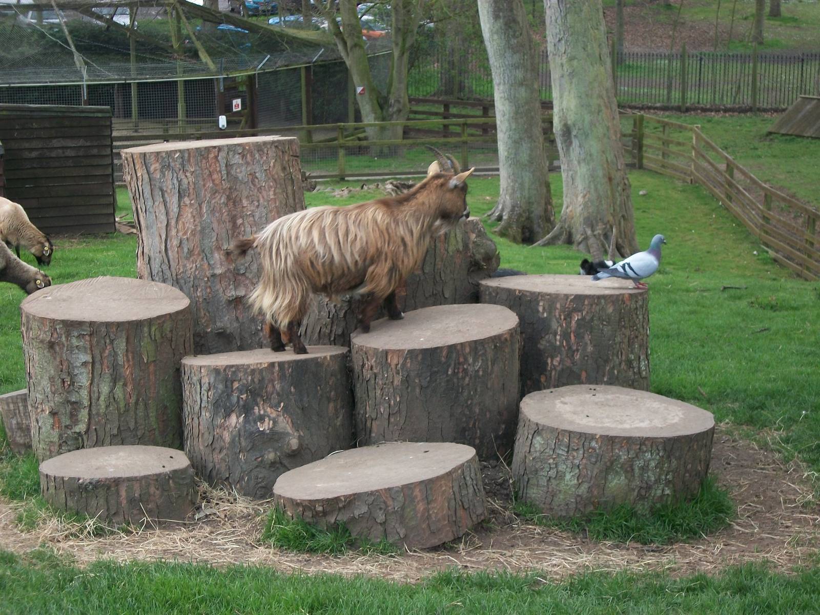 Daisy sees off the pigeons, 20th April 2014