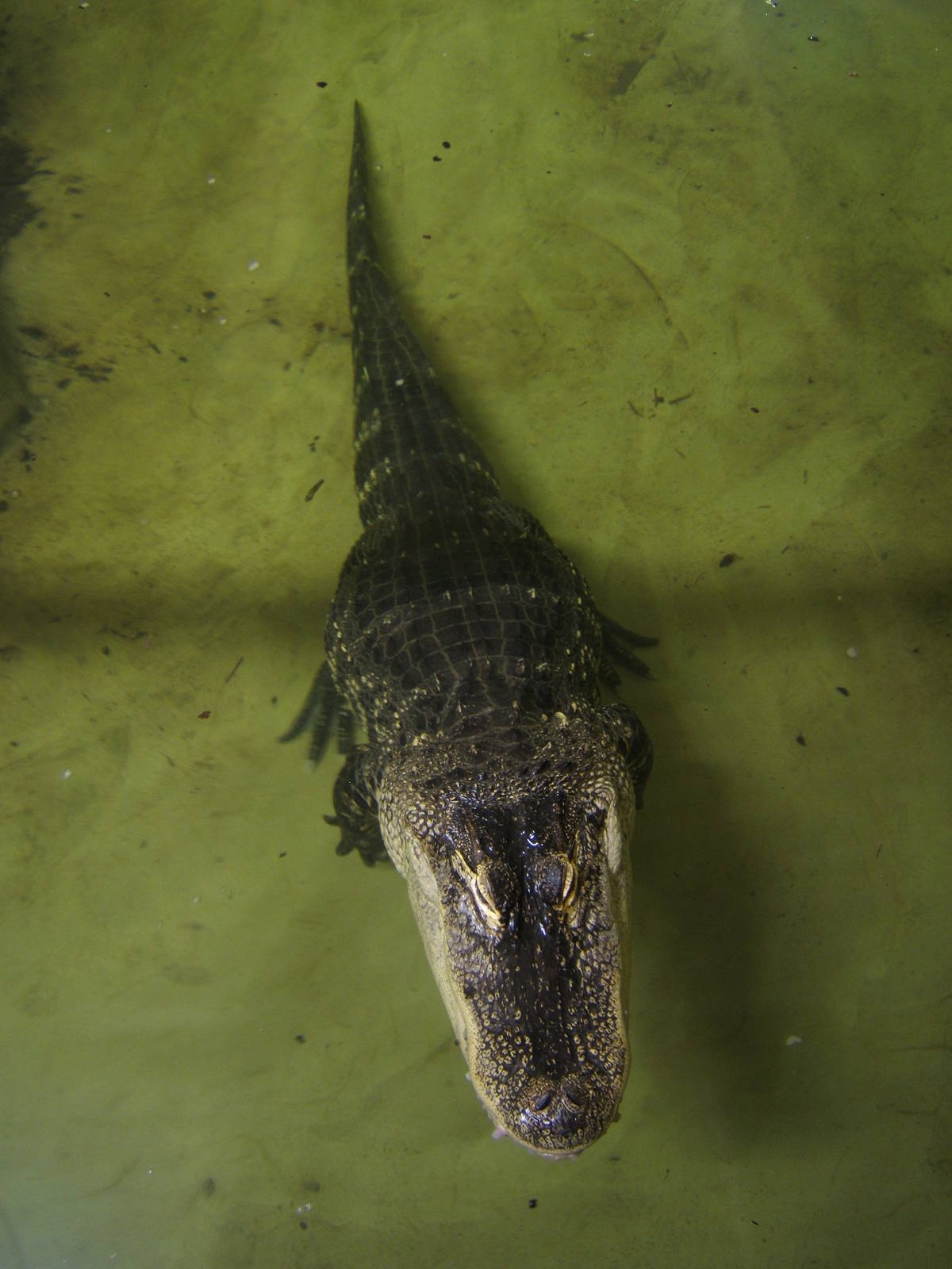 Daisy the American Alligator