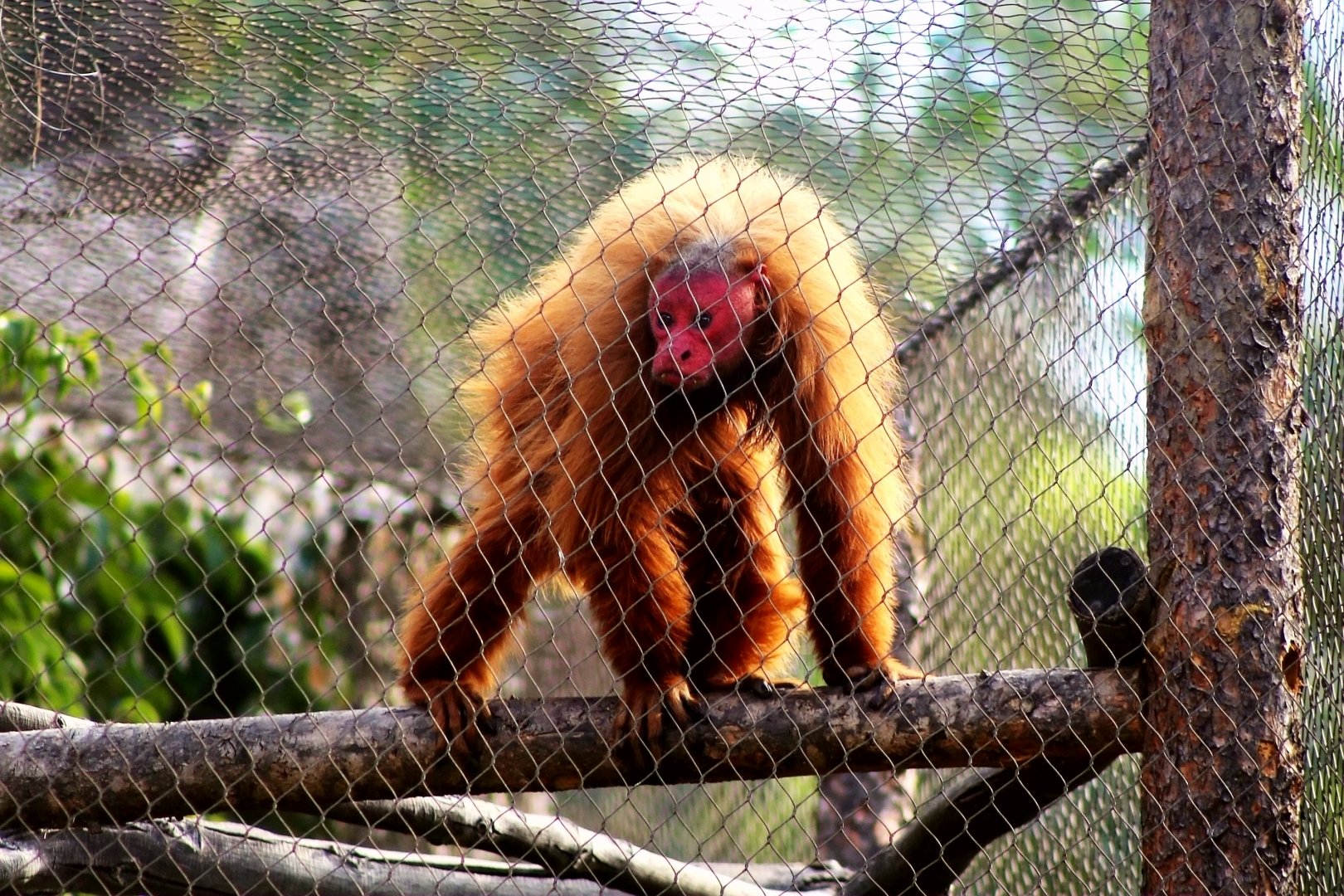 Daisy the bald uakari (Cacajao calvus)