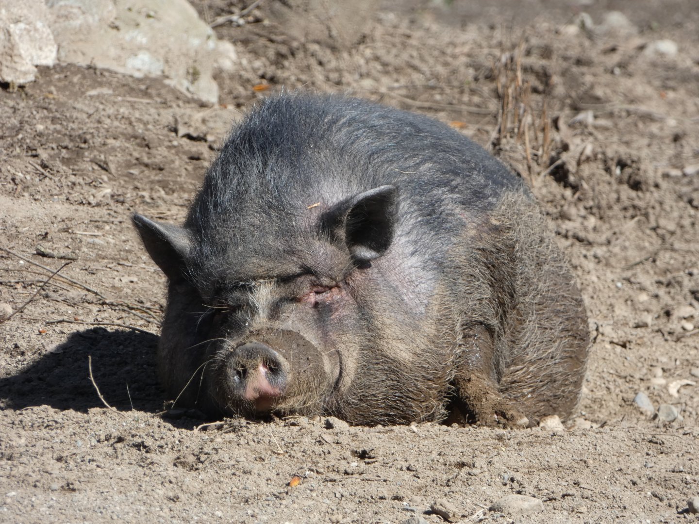 Daisy (Vietnamese pot-bellied pig)