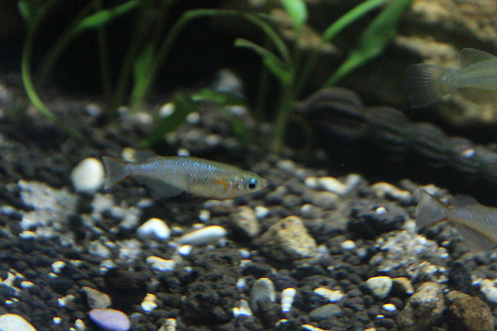 Daisy's ricefish (Oryzias woworae)