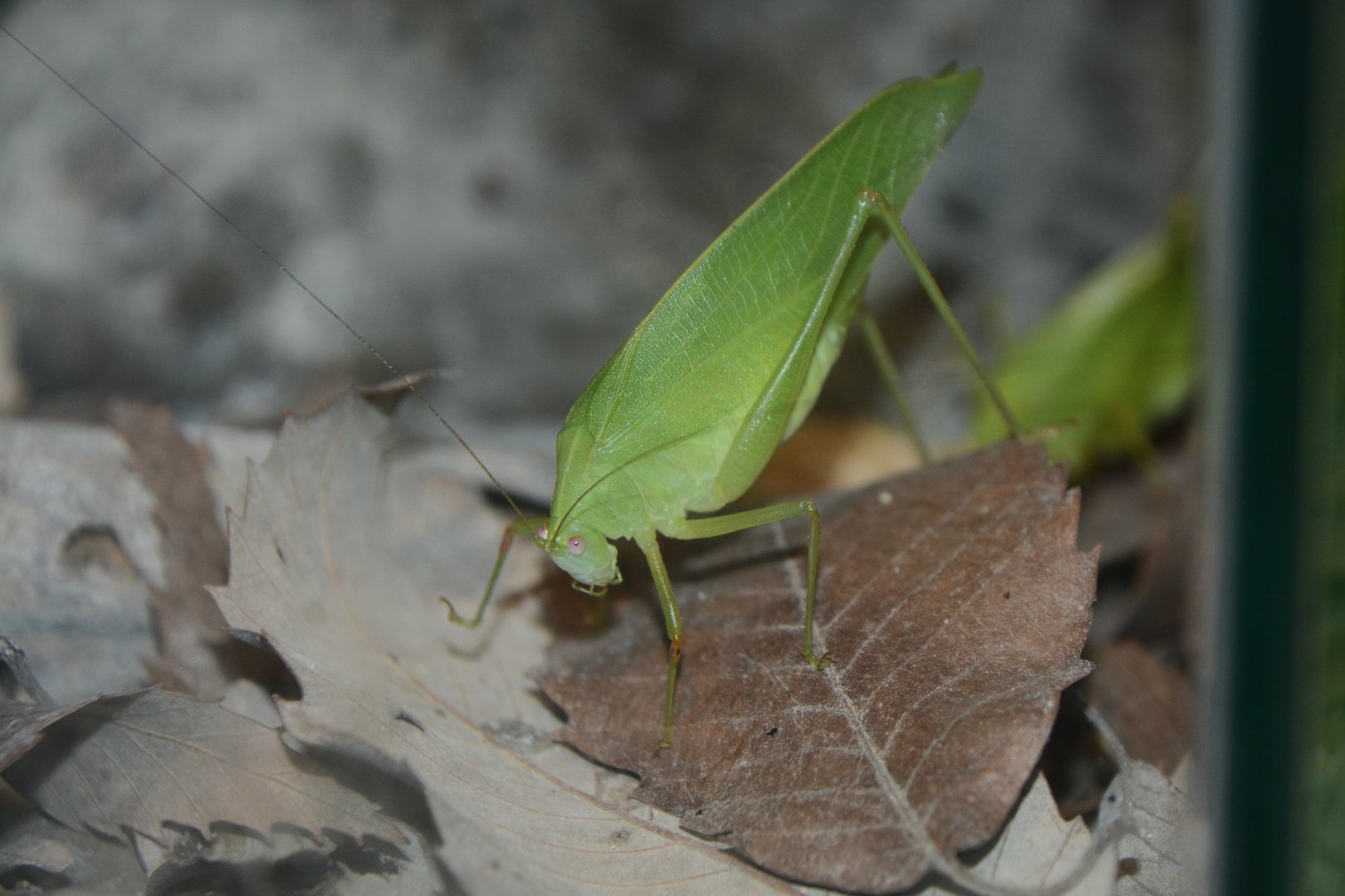 Daito broad-winged katydid (Phaulula daitoensis)