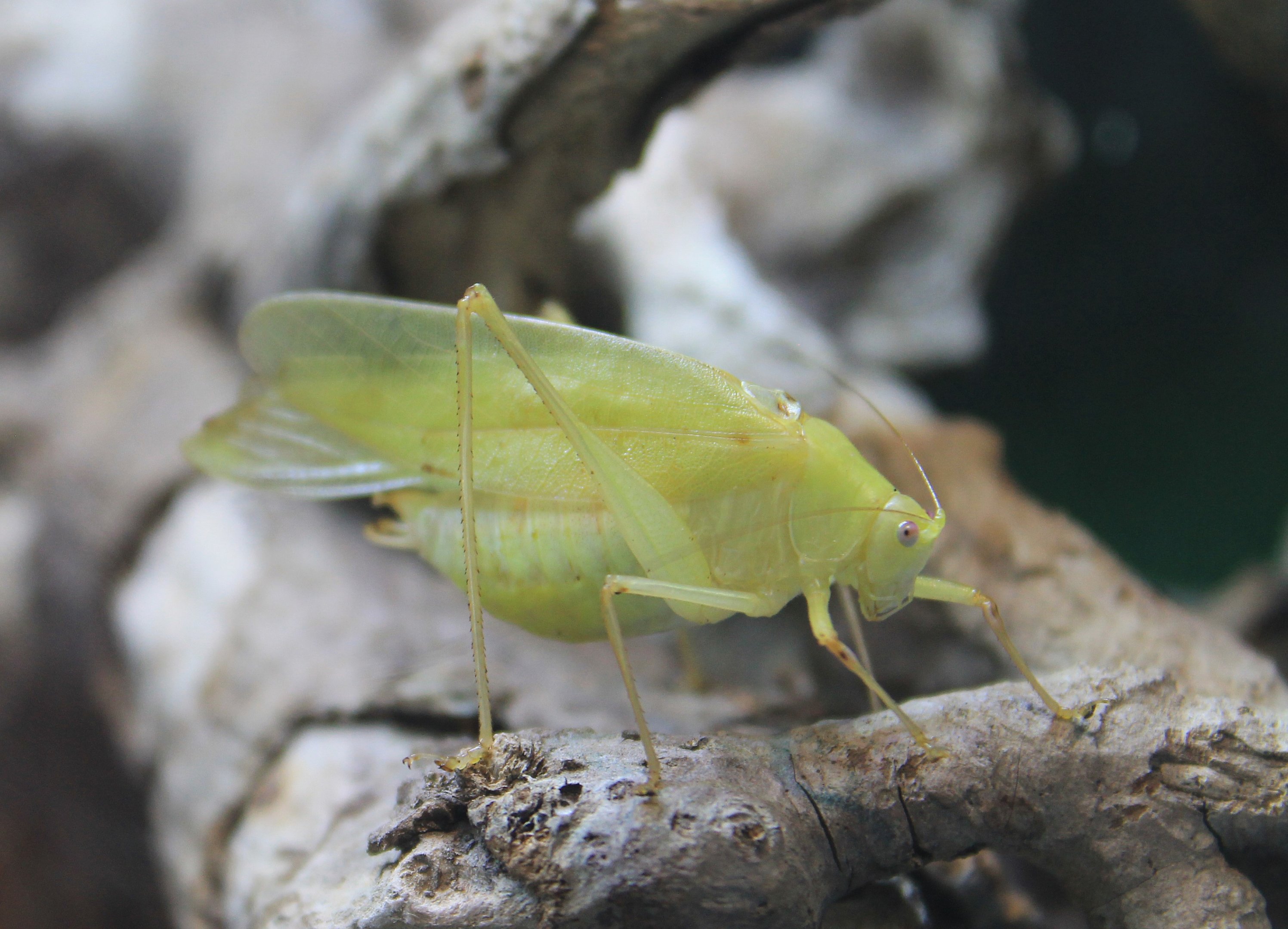 Daito Broad-winged Katydid (Phaulula daitoensis)