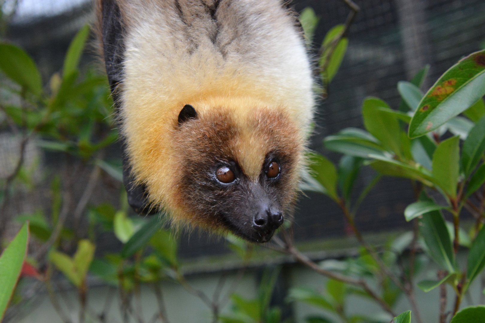 Daito fruit bat (Pteropus dasymallus daitoensis)