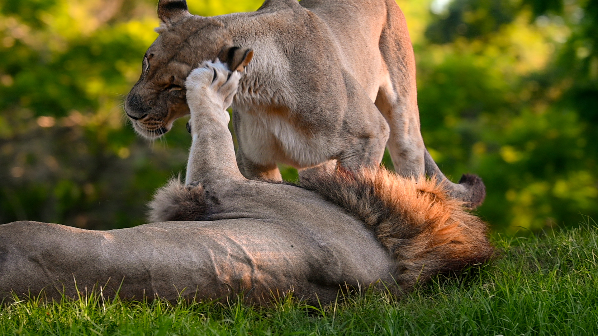 Dakari and Kamari - African Lions