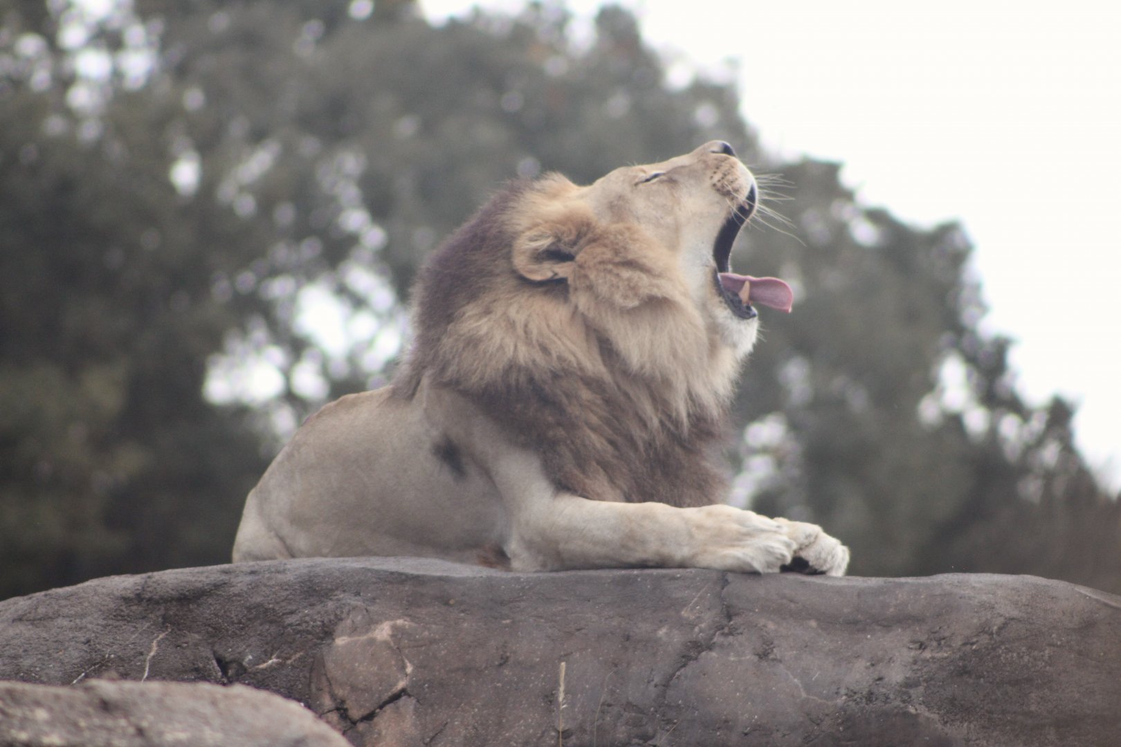 “Dakari” the African Lion (Panthera leo ssp.)