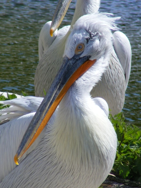 Dalamtian Pelican