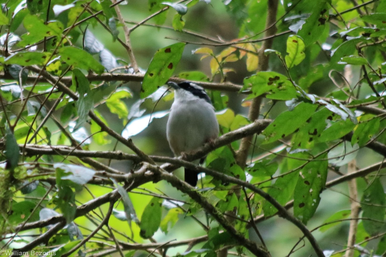 Dalat Shrike-babbler - Mount Lang Biang