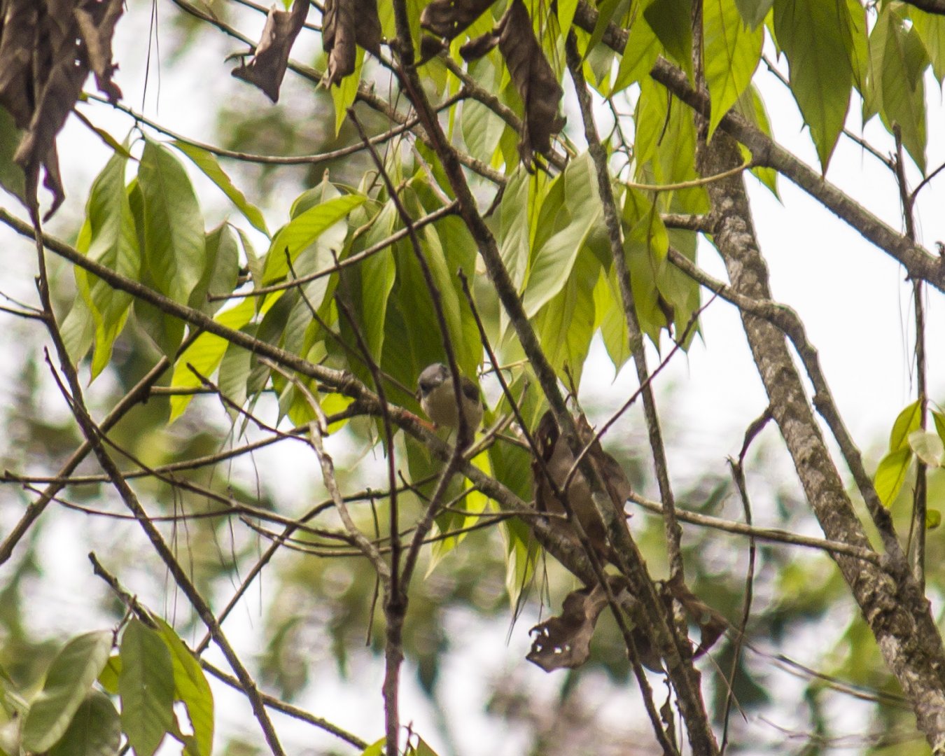 Dalat shrike-babbler, Pteruthius annamensis