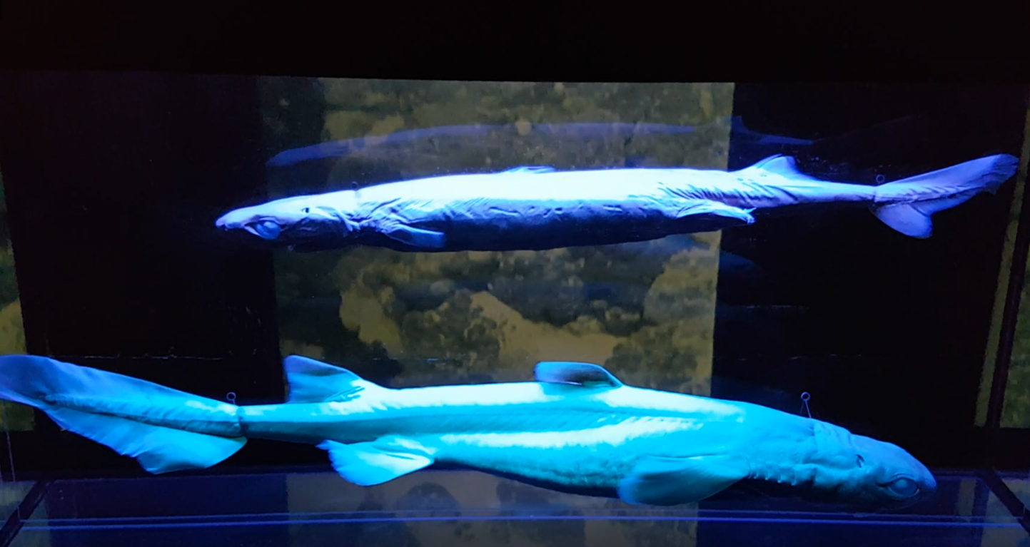 Dalatias licha and Etmopterus pusillus