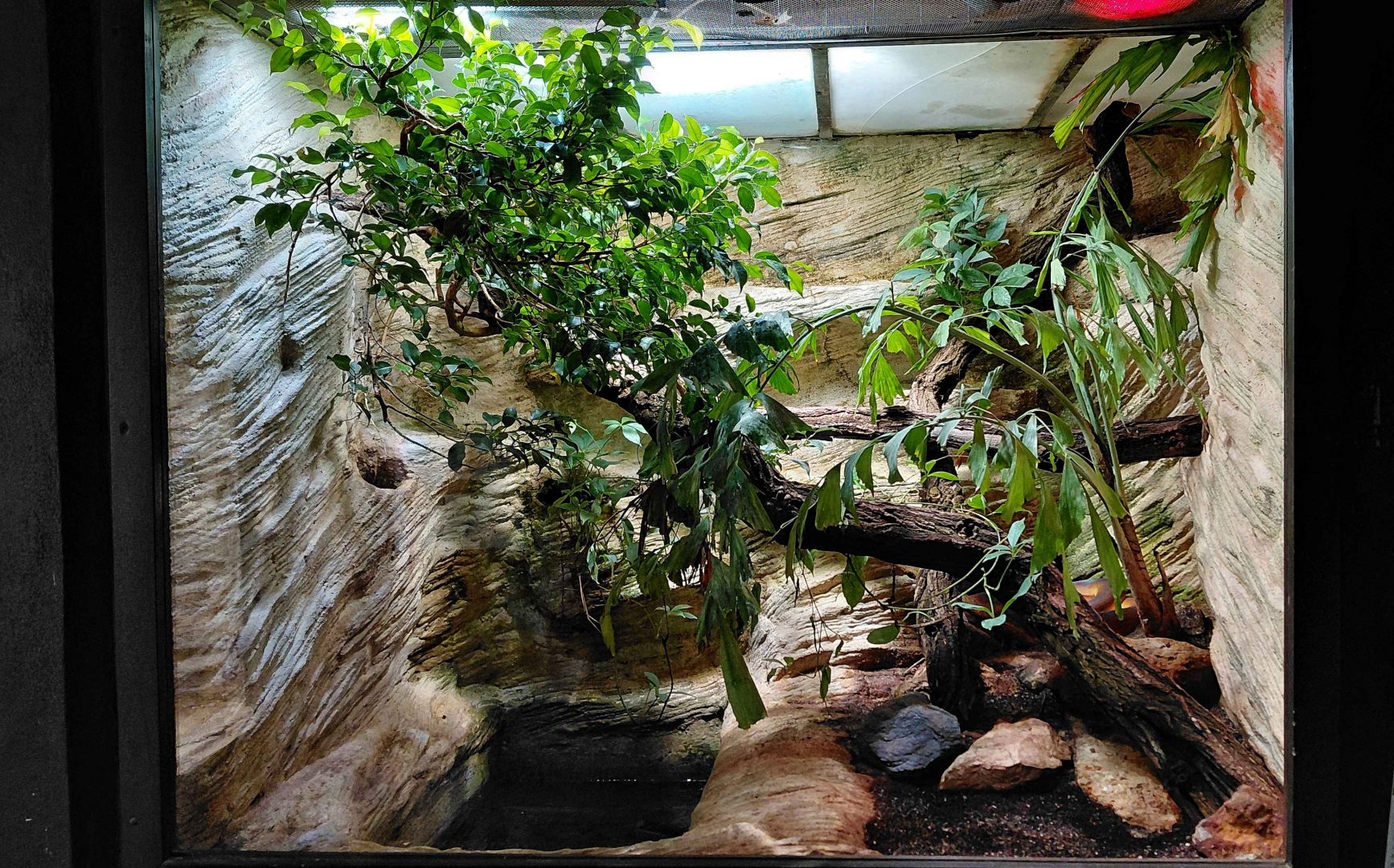 D'Albertis python exhibit