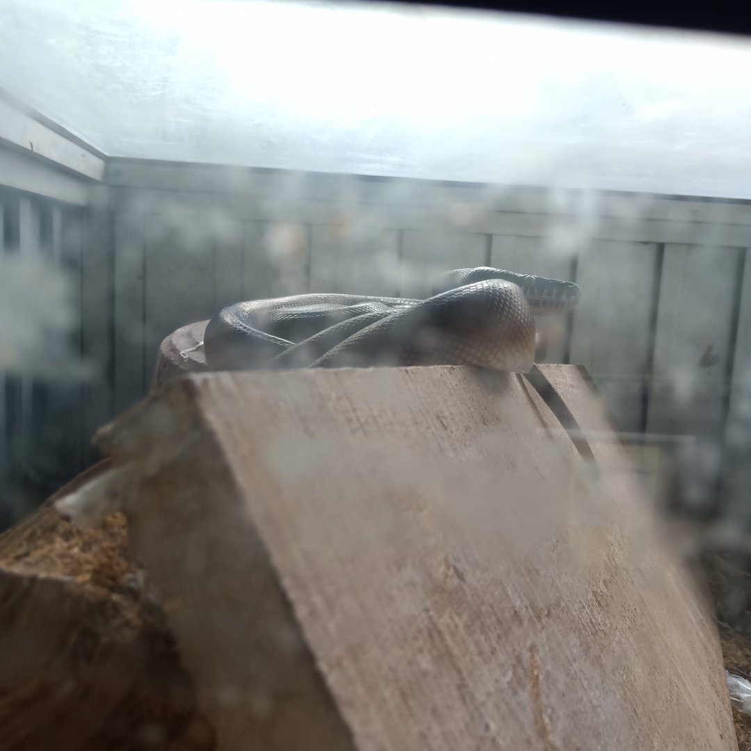 D'Albertis' python (Leiopython albertisii) - Sato Loka Resto & Conservation Park