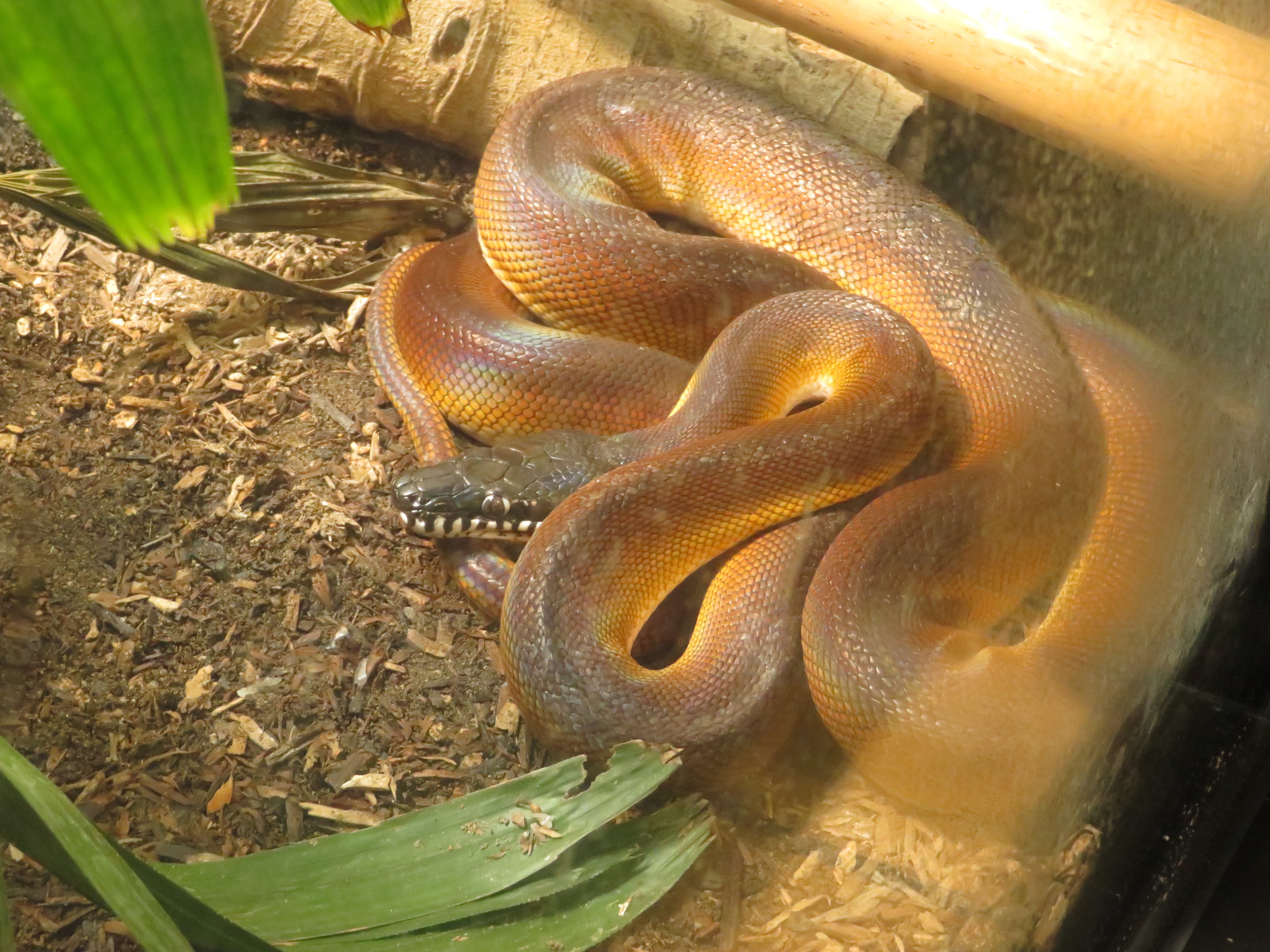 D'Albertis' Python