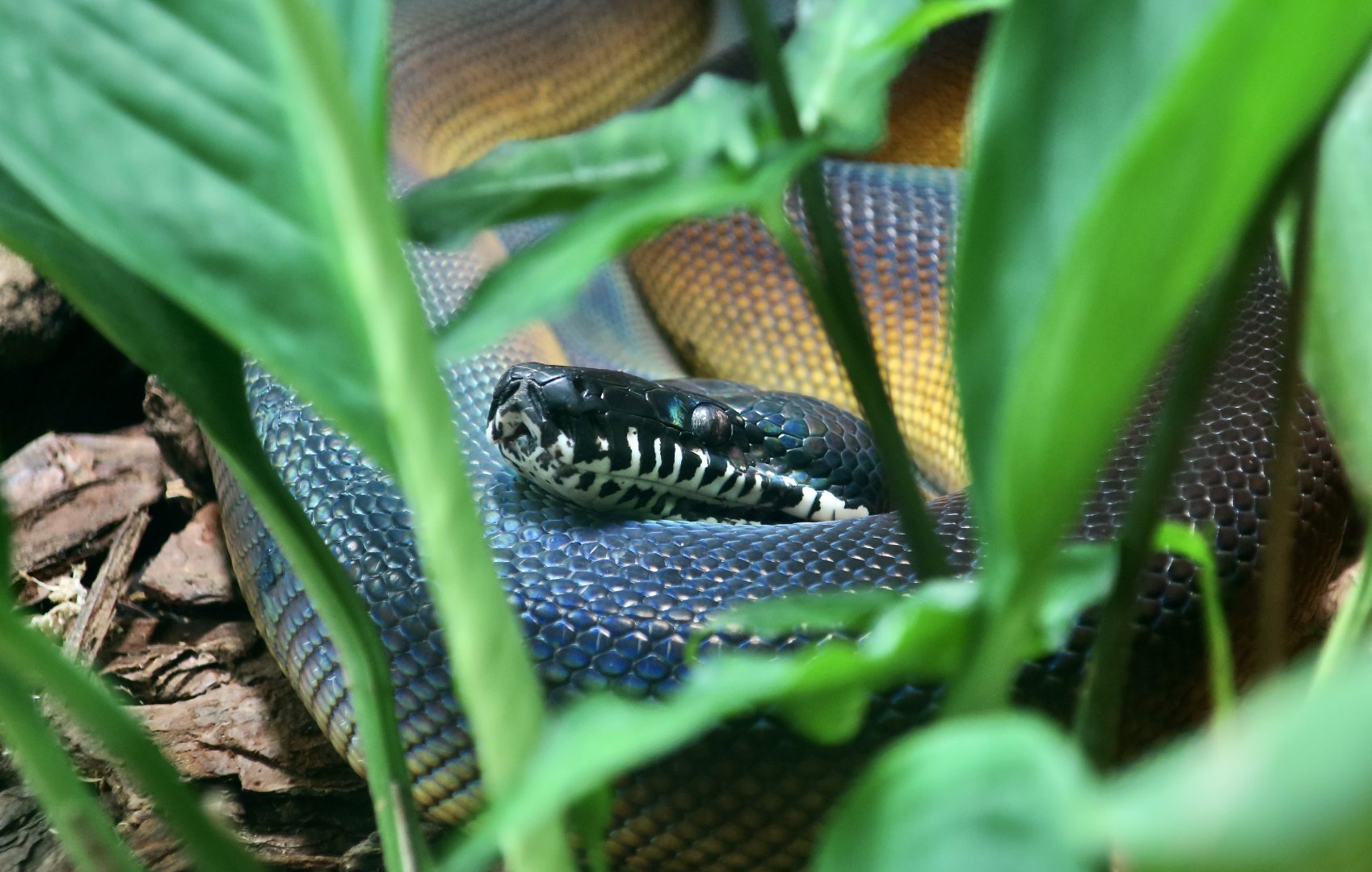 D'Albert's Python (Leiopython albertisii)