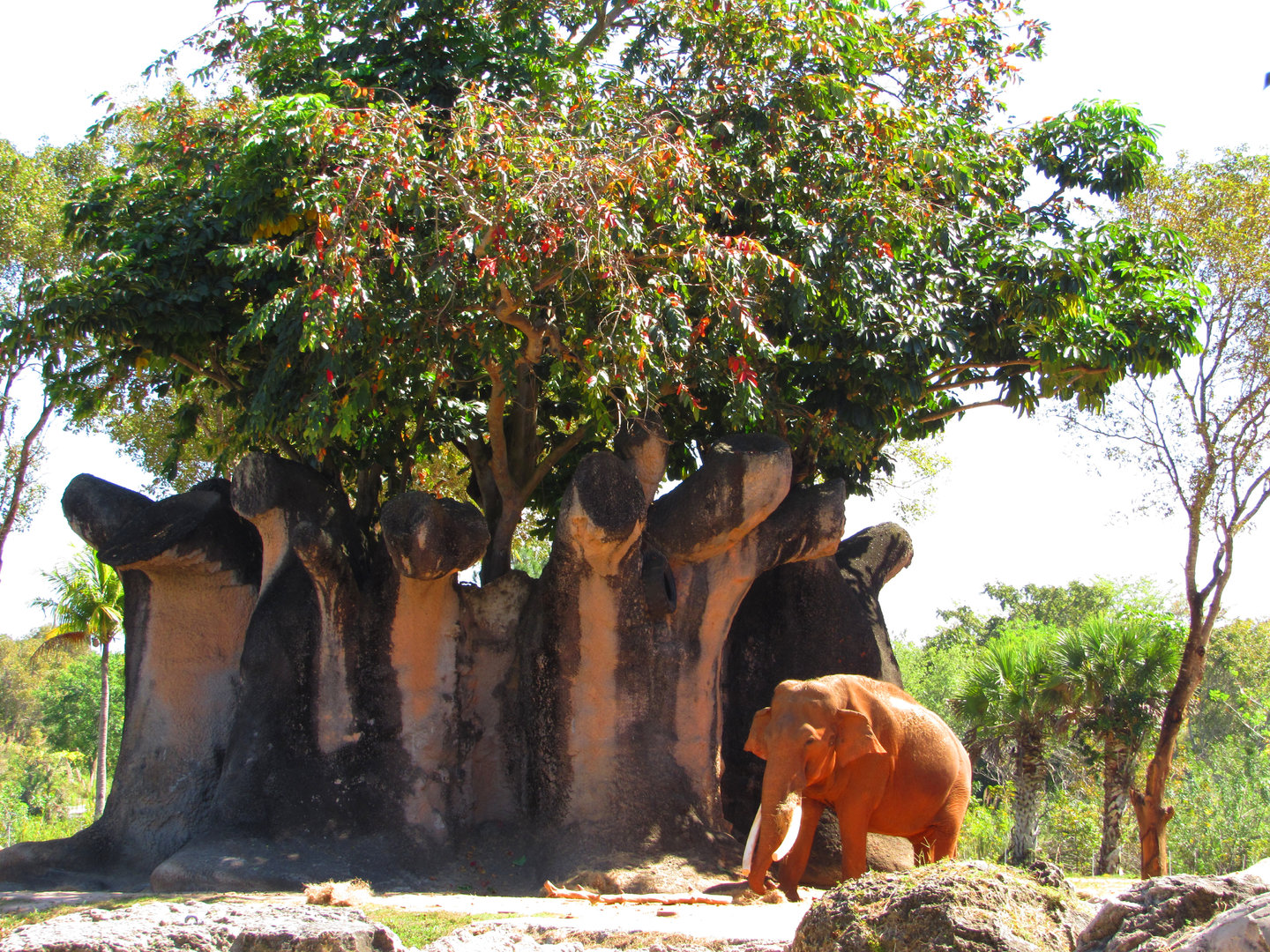 Dalip & Faux Banyan Tree