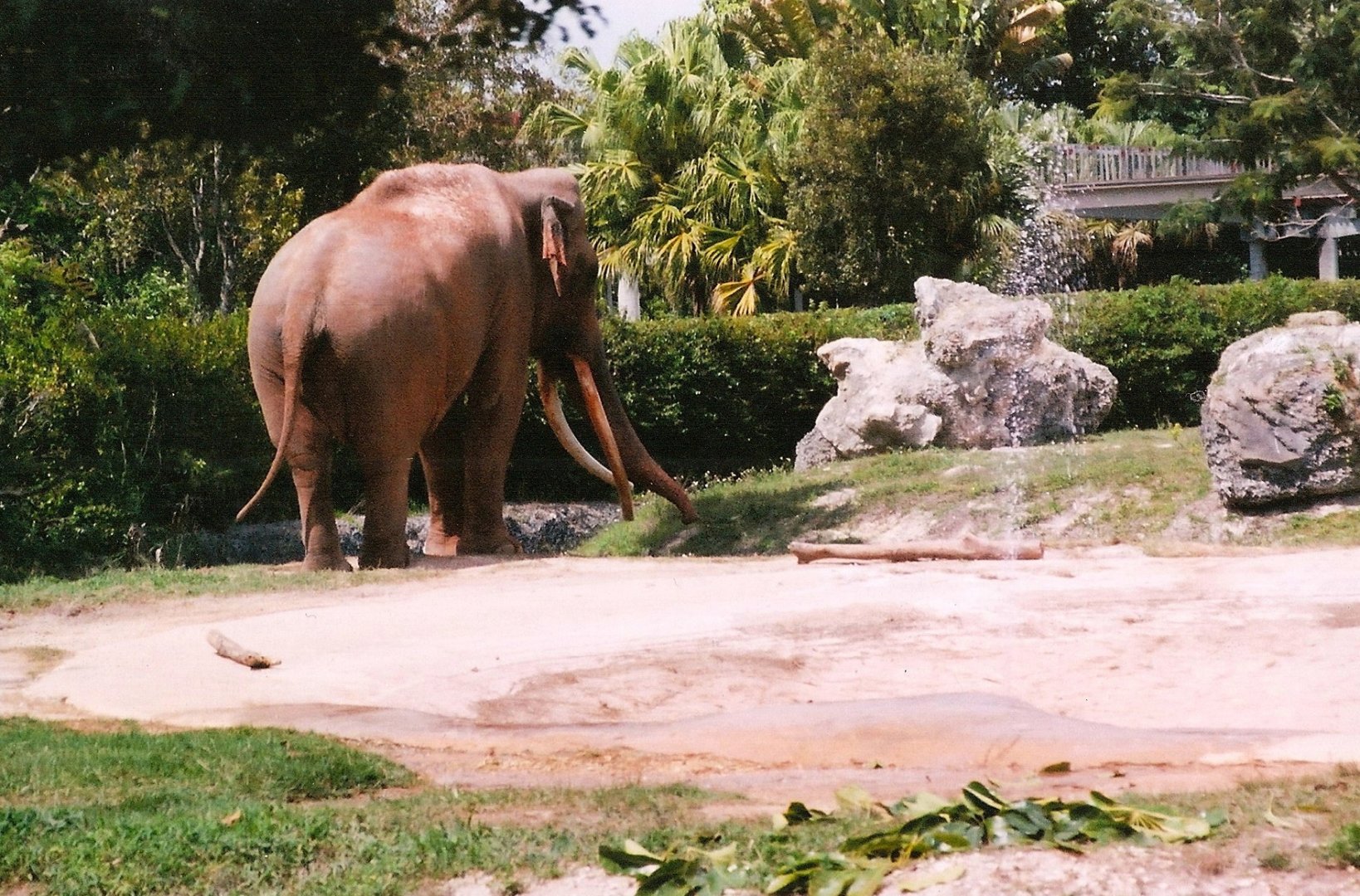 Dalip in Musth 2008