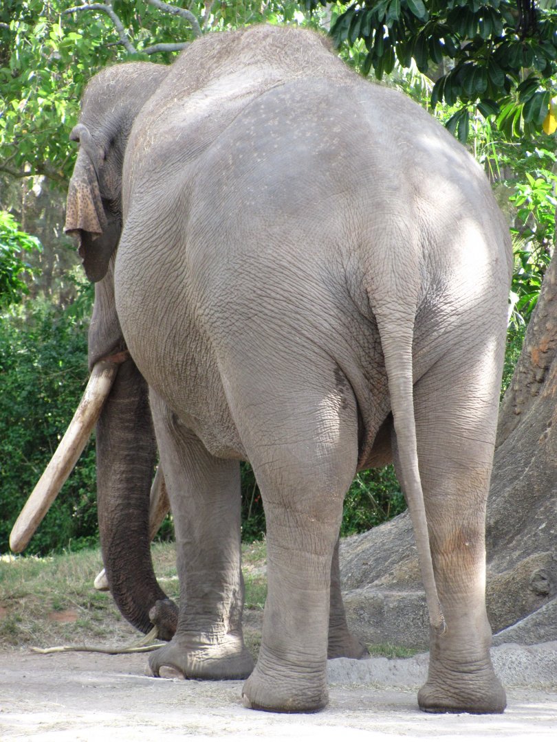 Dalip's Sloping Back 2011