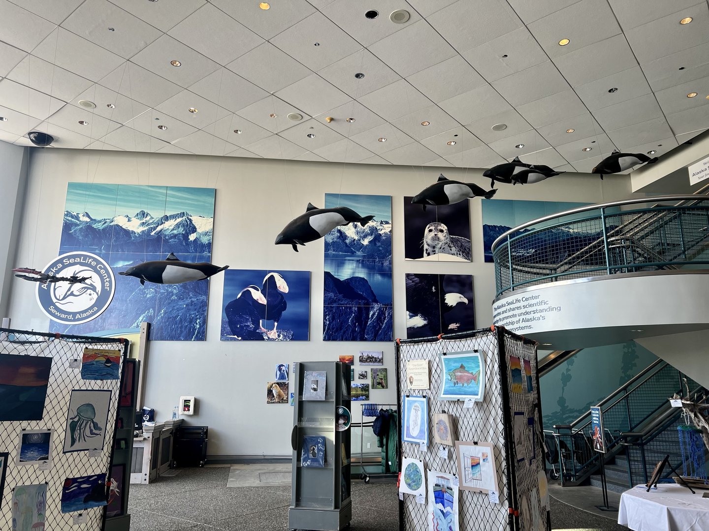 Dall Porpoise replicas