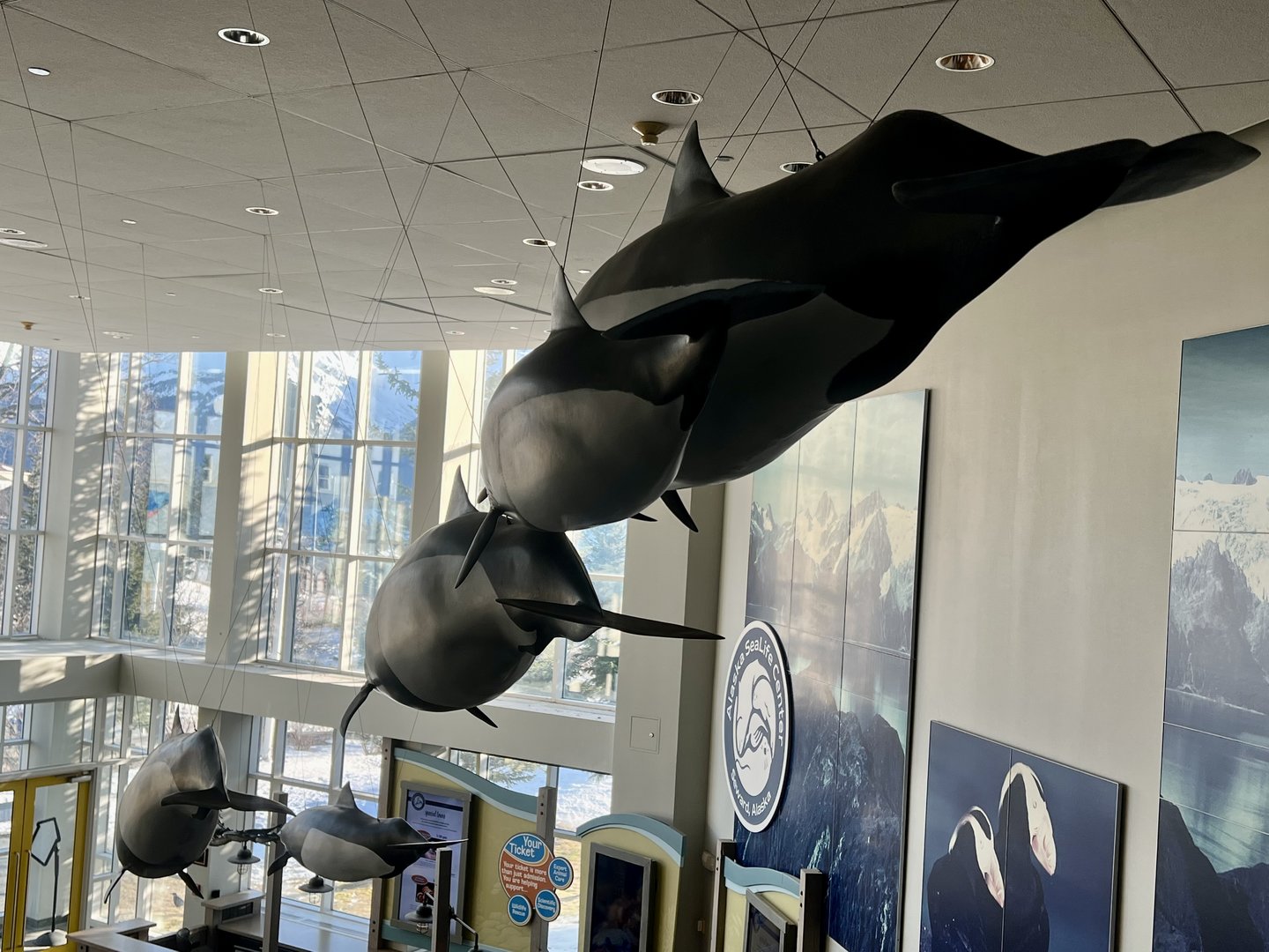 Dall Porpoises replicas