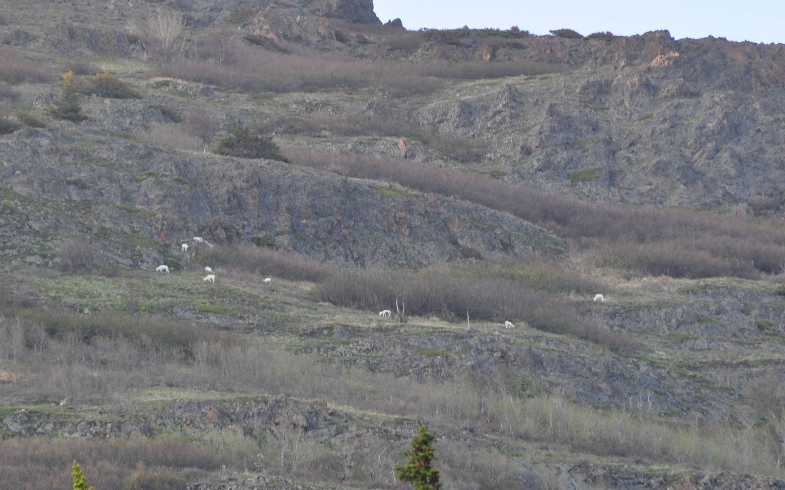 Dall Sheep - Alaska (Chugach Mountains)