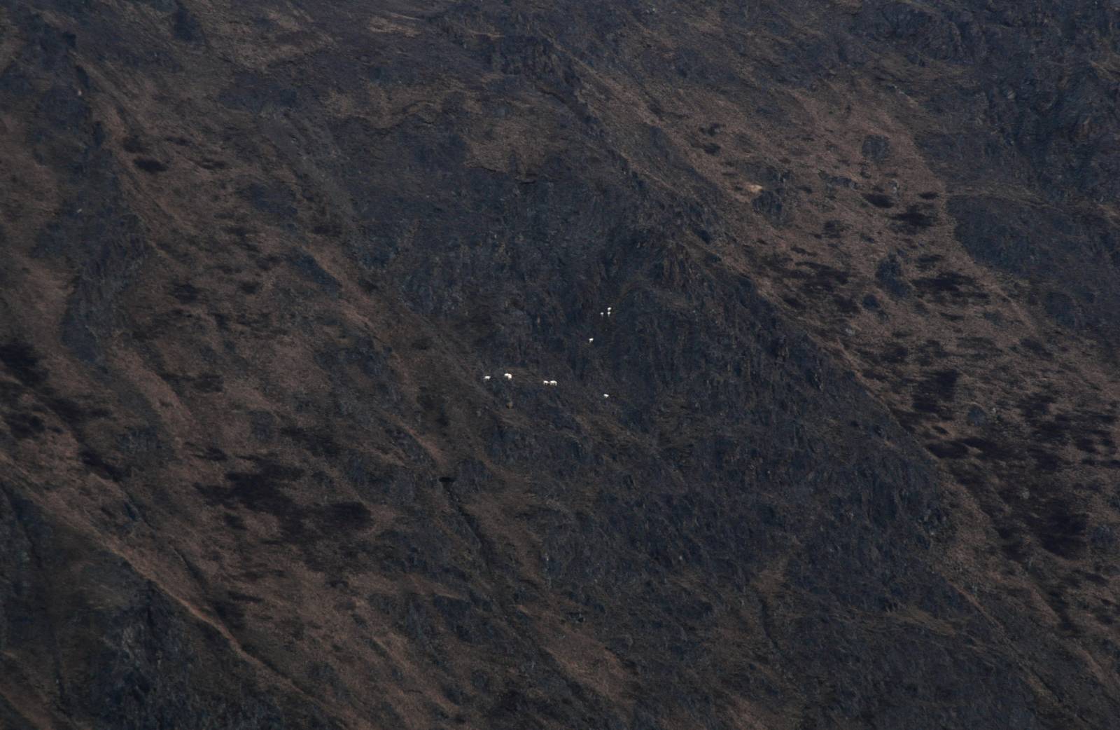 Dall Sheep - Alaska (Wolverine Mountain from Glen Alps TH)