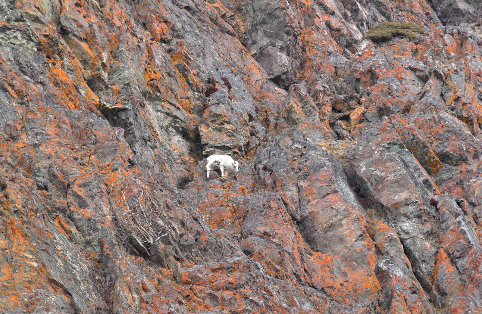 Dall Sheep - Alaska