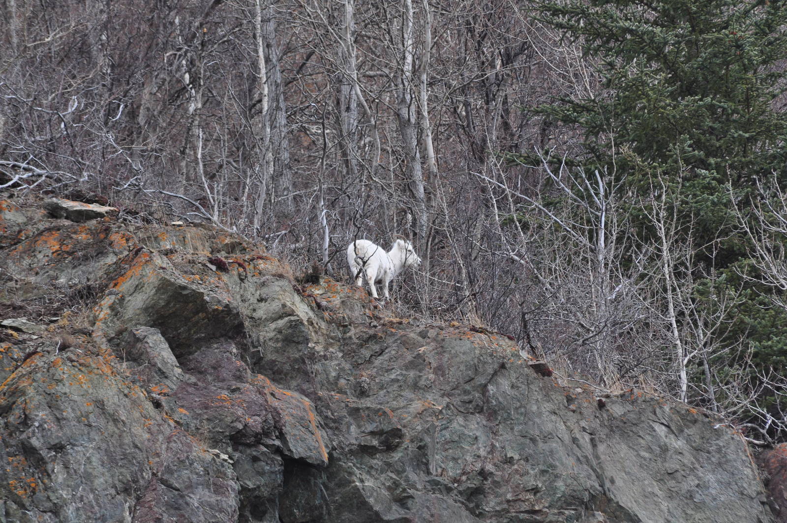 Dall Sheep - Alaska