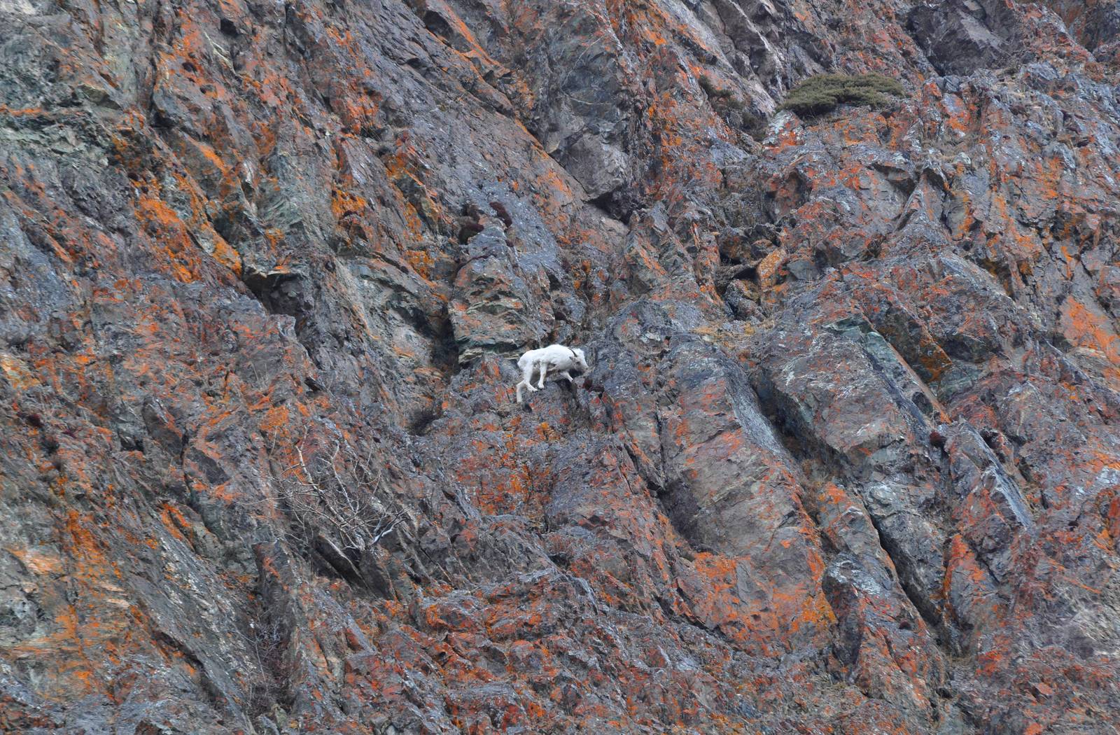 Dall Sheep - Alaska