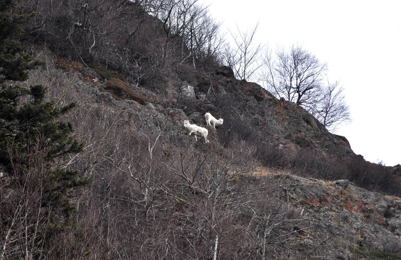 Dall Sheep - Alaska