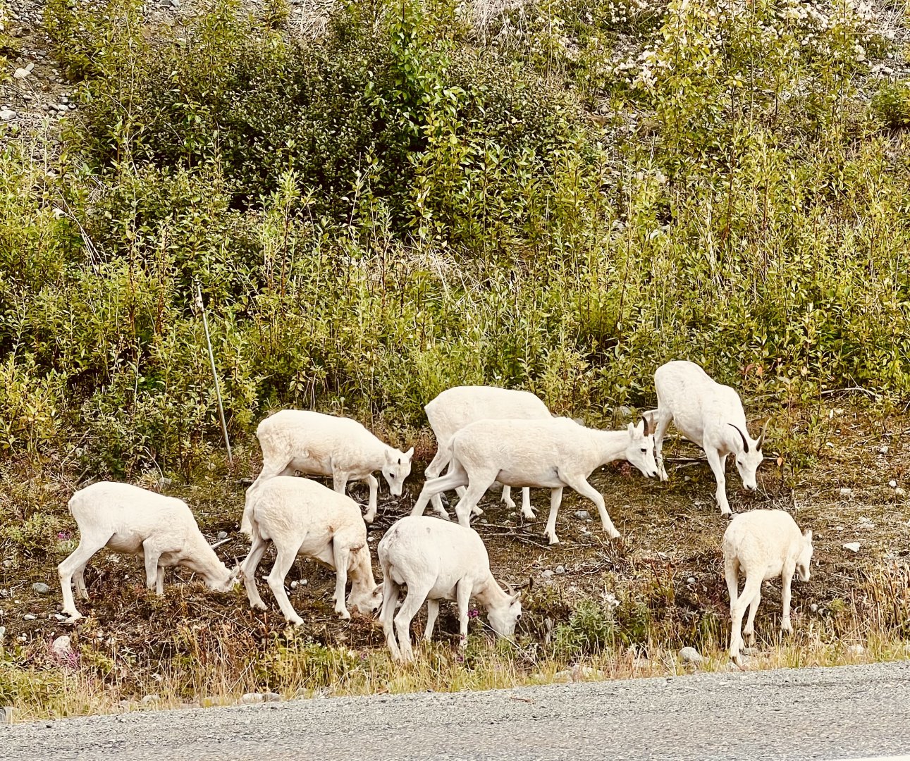 Dall Sheep - Alaska