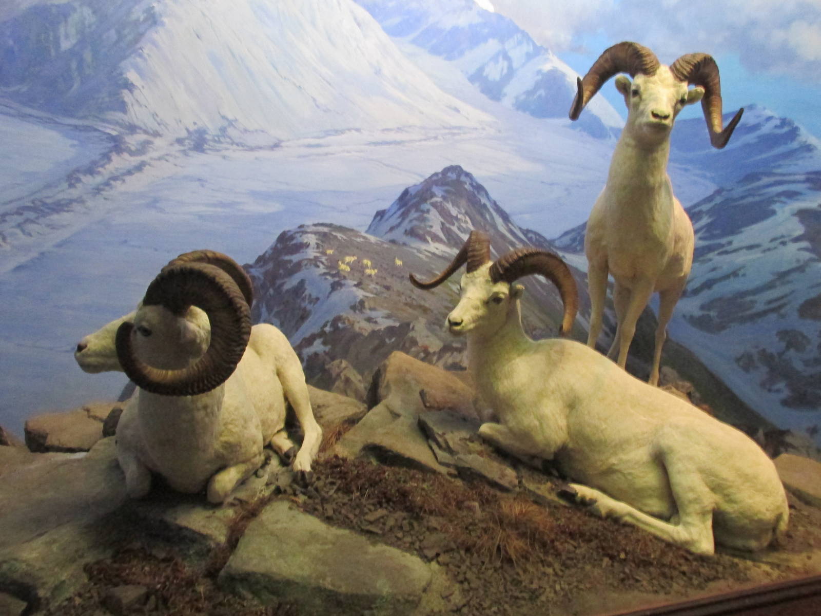 dall sheep amnh