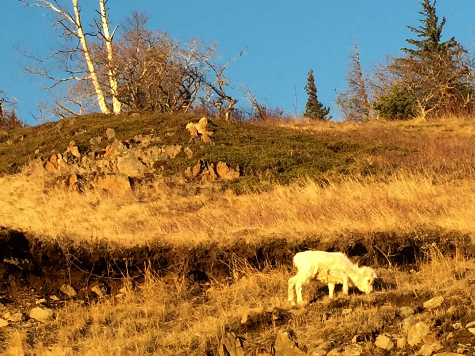 Dall Sheep at McHugh Creek - Alaska