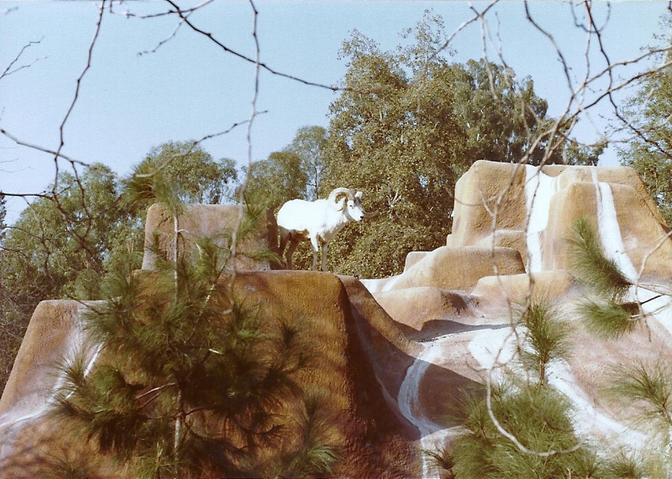 Dall Sheep - Circa 1982