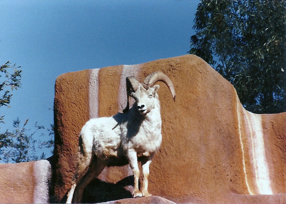 Dall Sheep - Circa 1984